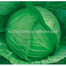 AC041 Maoji 60 days maturity heat resistant cabbage hybrid seeds